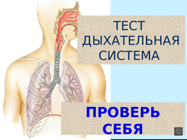 ТЕСТ  ДЫХАТЕЛЬНАЯ СИСТЕМА ПРОВЕРЬ СЕБЯ 