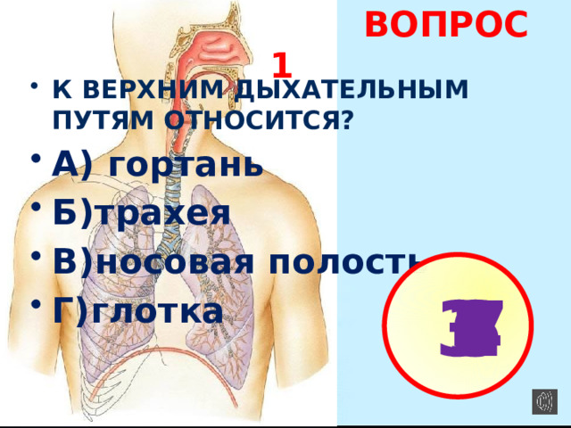  ВОПРОС 1 К ВЕРХНИМ ДЫХАТЕЛЬНЫМ ПУТЯМ ОТНОСИТСЯ? А) гортань Б)трахея В)носовая полость Г)глотка   1 2 3 4 5 6 7 
