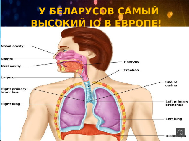  У БЕЛАРУСОВ САМЫЙ ВЫСОКИЙ IQ В ЕВРОПЕ!   