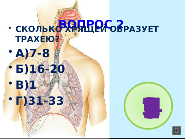  ВОПРОС 2 СКОЛЬКО ХРЯЩЕЙ ОБРАЗУЕТ ТРАХЕЮ? А)7-8 Б)16-20 В)1 Г)31-33   3 4 6 1 2 5 7 
