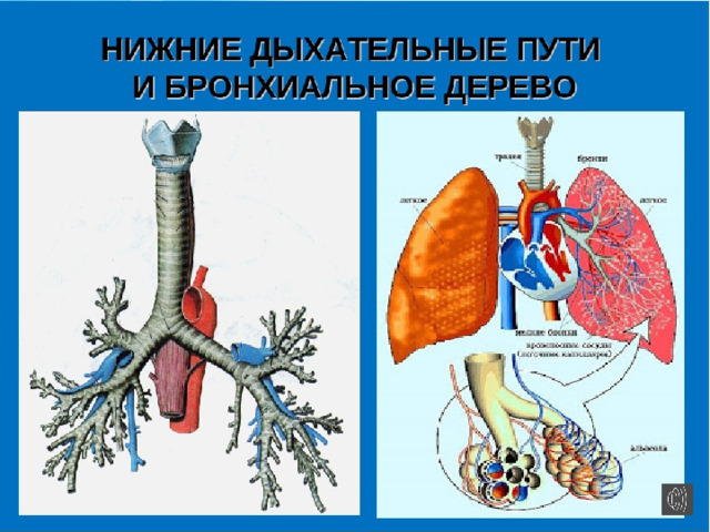 ВОПРОС 4 КАКИЕ ОРГАНЫ ОТНОСЯТ НИЖНИМ ДЫХАТЕЛЬНЫМ ПУТЯМ? А) ЛЕГКИЕ Б) БРОНХИ В) ВСЕ Г) ГОРТАНЬ   3 4 6 1 2 5 7 