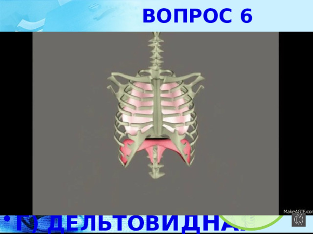  ВОПРОС 6 КАК НАЗЫВАЮТСЯ МЫШЦЫ, УЧАСТВУЮЩАЯ В ДЫХАТЕЛЬНОМ ПРОЦЕССЕ? А) КРУГОВАЯ МЫШЦА РТА Б) ДИАФРАГМА В) ПЛЕВРА Г ) ДЕЛЬТОВ ИДНАЯ 3 4 6 1 2 5 7 