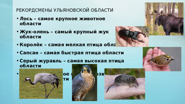 РЕКОРДСМЕНЫ УЛЬЯНОВСКОЙ ОБЛАСТИ Лось – самое крупное животное области Жук-олень – самый крупный жук области Королёк – самая мелкая птица области Сапсан – самая быстрая птица области Серый журавль – самая высокая птица области Бурозубка – самое мелкое позвоночное животное области 