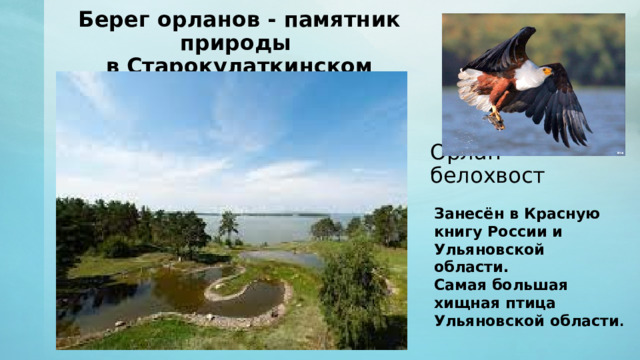 Берег орланов - памятник природы в Старокулаткинском районе Орлан-белохвост Занесён в Красную книгу России и Ульяновской области. Самая большая хищная птица Ульяновской области . 