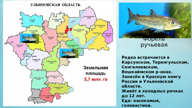 Форель ручьевая Редко встречается в Карсунском, Теренгульском, Сенгилеевском, Вешкаймском р-онах. Занесён в Красную книгу России и Ульяновской области. Живёт в холодных речках до 12 лет. Еда: насекомые, головастики. 