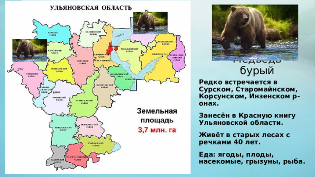 Медведь бурый Редко встречается в Сурском, Старомайнском, Корсунском, Инзенском р-онах. Занесён в Красную книгу Ульяновской области. Живёт в старых лесах с речками 40 лет. Еда: ягоды, плоды, насекомые, грызуны, рыба. 