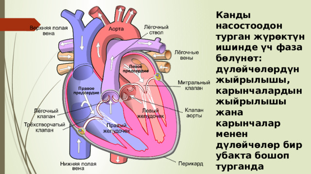 Канды насостоодон турган жүрөктүн ишинде үч фаза бөлүнөт: дүлөйчөлөрдүн жыйрылышы, карынчалардын жыйрылышы жана карынчалар менен дүлөйчөлөр бир убакта бошоп турганда тыныгуу. 