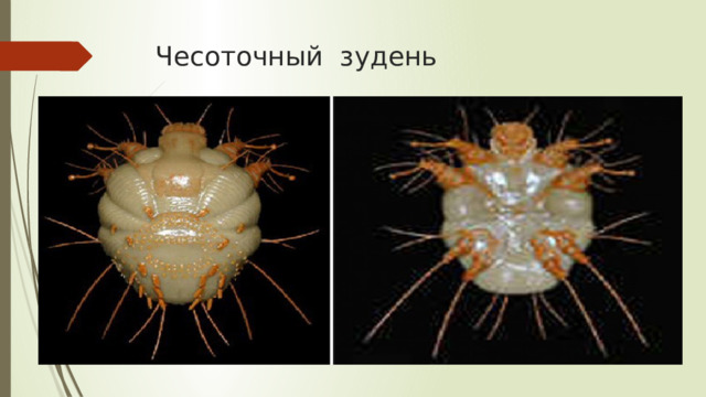 Чесоточный зудень 
