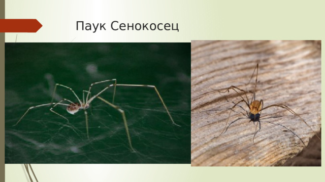  Паук Сенокосец 