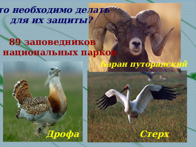 Что необходимо делать  для их защиты? 89 заповедников 29 национальных парков Баран путоранский Стерх Дрофа 
