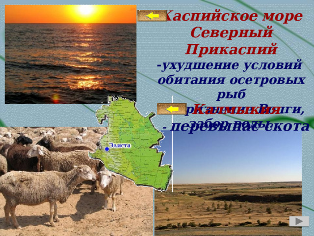 Каспийское море Северный Прикаспий -ухудшение условий обитания осетровых рыб -загрязнение Волги, забор воды. Калмыкия - перевыпас скота 