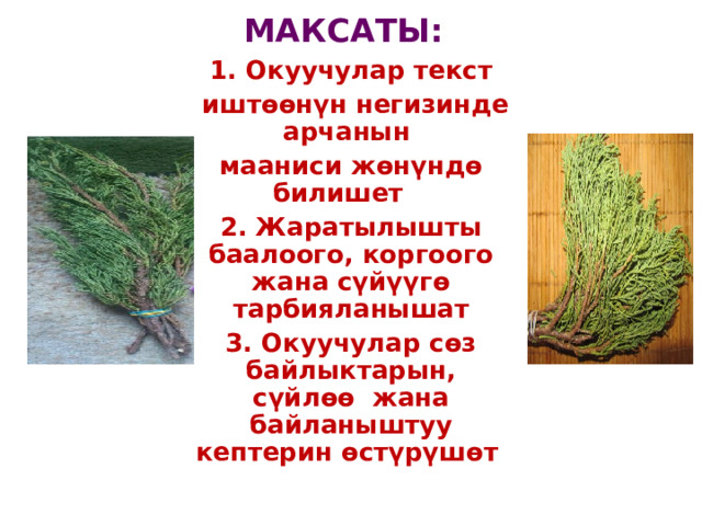 МАКСАТЫ: 1. Окуучулар текст  ишт өө нүн негизинде арчанын мааниси жөнүндө билишет 2. Жаратылышты баалоого, коргоого жана сүйүүгө тарбияланышат 3. Окуучулар сөз байлыктарын, сүйлөө жана байланыштуу кептерин өстүрүшө т  