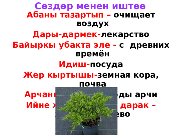 С өздөр менен иштөө Абаны тазартып – очищает воздух Дары-дармек- лекарство Байыркы убакта эле - с древних времён Идиш- посуда Жер кыртышы- земная кора, почва Арчанын бүрү – плоды арчи Ийне жалбырактуу дарак – хвойное дерево 