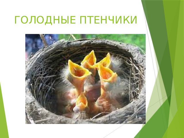 ГОЛОДНЫЕ ПТЕНЧИКИ 