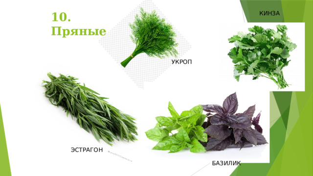 КИНЗА 10. Пряные УКРОП ЭСТРАГОН БАЗИЛИК 
