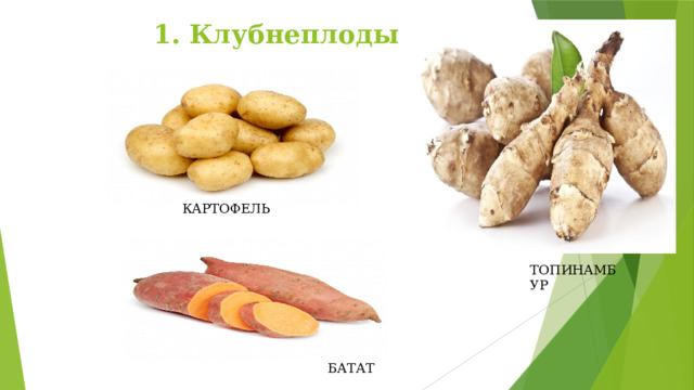 1. Клубнеплоды КАРТОФЕЛЬ ТОПИНАМБУР БАТАТ 