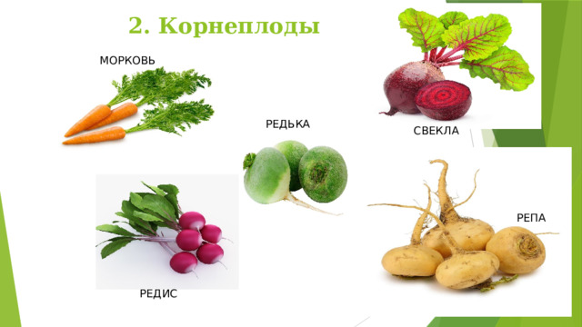 2. Корнеплоды МОРКОВЬ РЕДЬКА СВЕКЛА РЕПА РЕДИС 