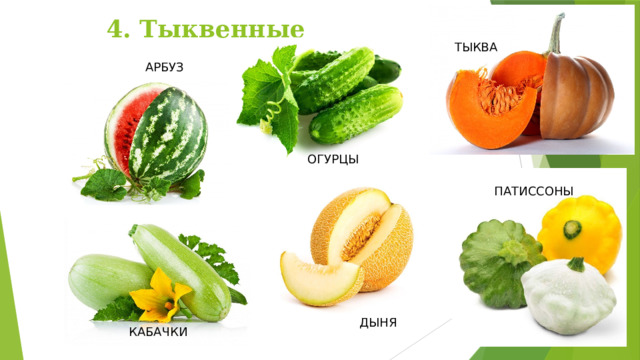 4. Тыквенные ТЫКВА АРБУЗ ОГУРЦЫ ПАТИССОНЫ ДЫНЯ КАБАЧКИ 