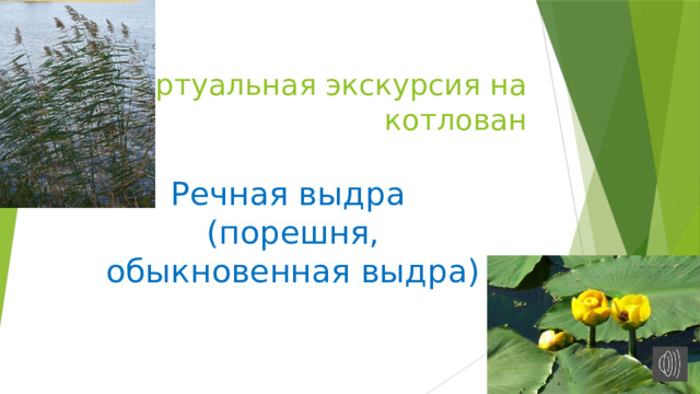 Виртуальная экскурсия на котлован    Речная выдра (порешня, обыкновенная выдра) 