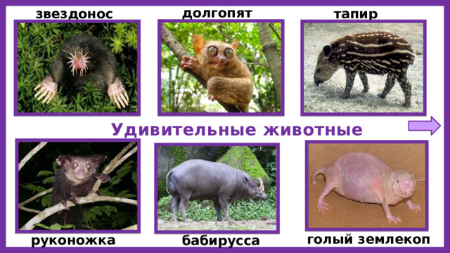долгопят звездонос тапир Удивительные животные голый землекоп руконожка бабирусса 