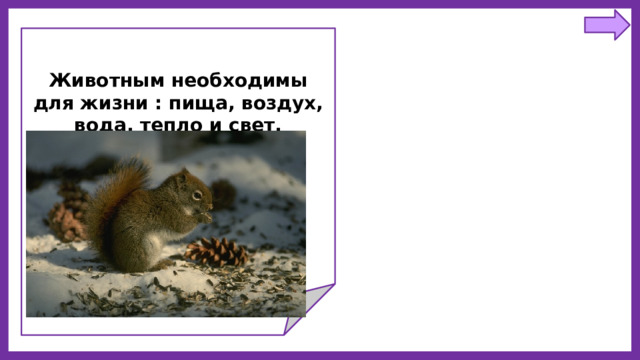 Животным необходимы для жизни : пища, воздух, вода, тепло и свет.  