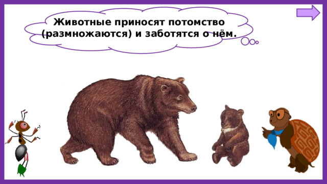 Животные приносят потомство (размножаются) и заботятся о нём. 