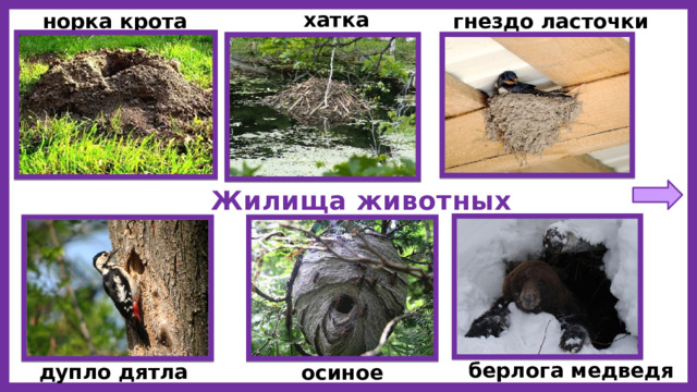 хатка бобров норка крота гнездо ласточки Жилища животных берлога медведя дупло дятла осиное гнездо 