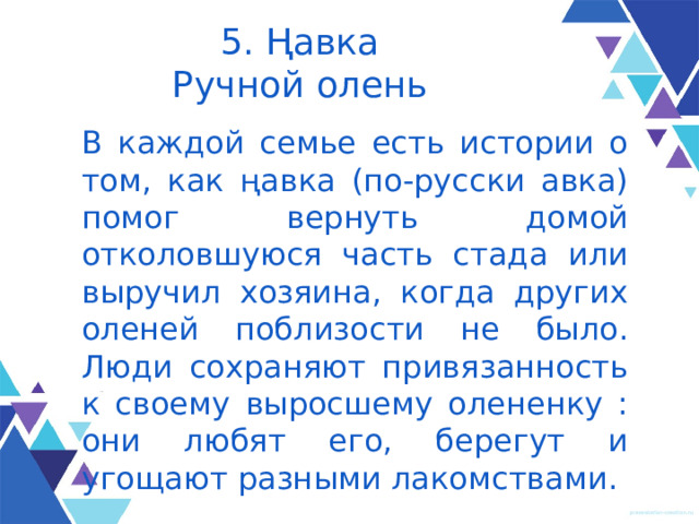 5. Ңавка  Ручной олень В каждой семье есть истории о том, как ңавка (по-русски авка) помог вернуть домой отколовшуюся часть стада или выручил хозяина, когда других оленей поблизости не было. Люди сохраняют привязанность к своему выросшему олененку : они любят его, берегут и угощают разными лакомствами. 