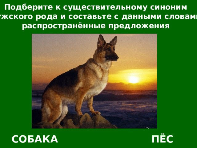 Подберите к существительному синоним мужского рода и составьте с данными словами распространённые предложения СОБАКА ПЁС 