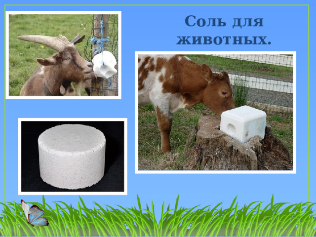 Соль для животных. 