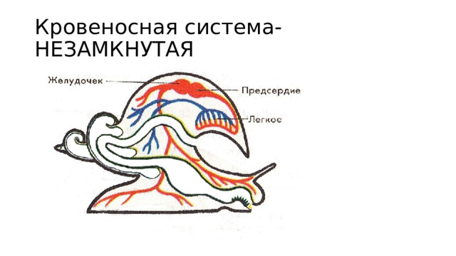 Кровеносная система- НЕЗАМКНУТАЯ 