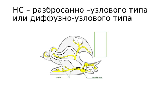 НС – разбросанно –узлового типа  или диффузно-узлового типа 