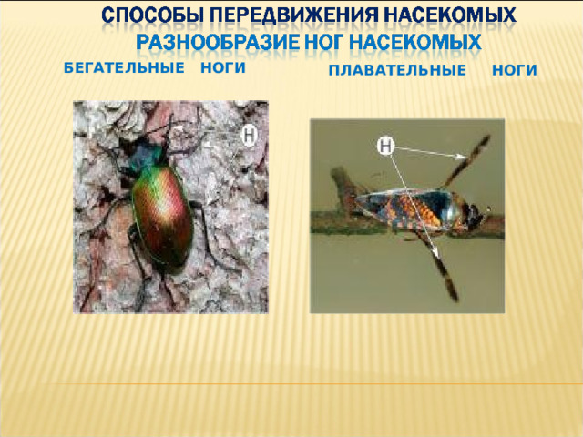 БЕГАТЕЛЬНЫЕ НОГИ ПЛАВАТЕЛЬНЫЕ НОГИ 