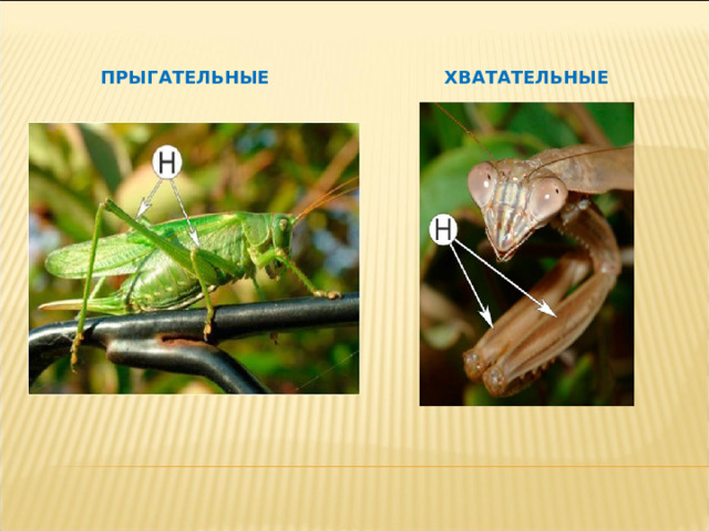 ПРЫГАТЕЛЬНЫЕ ХВАТАТЕЛЬНЫЕ 
