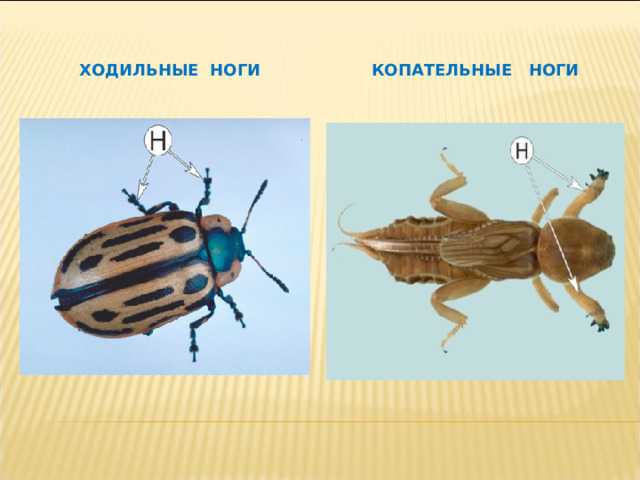 ХОДИЛЬНЫЕ НОГИ КОПАТЕЛЬНЫЕ НОГИ 