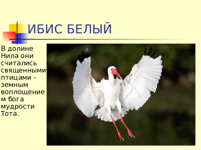 ИБИС БЕЛЫЙ В долине Нила они считались священными птицами - земным воплощением бога мудрости Тота.  