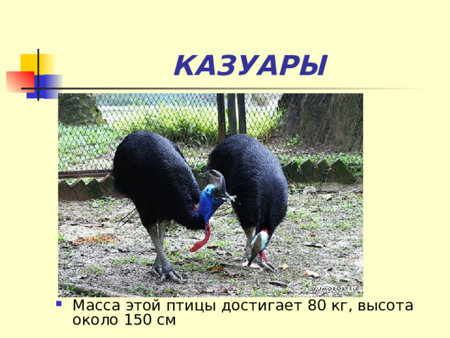 КАЗУАРЫ Масса этой птицы достигает 80 кг, высота около 150 см 