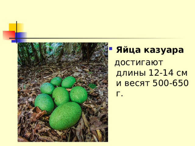 Яйца   казуара    достигают длины 12-14 см и весят 500-650 г. 