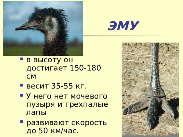  ЭМУ в высоту он достигает 150-180 см весит 35-55 кг. У него нет мочевого пузыря и трехпалые лапы развивают скорость до 50 км/час.  