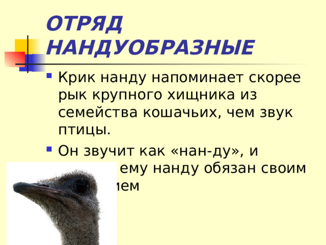 ОТРЯД НАНДУОБРАЗНЫЕ Крик нанду напоминает скорее рык крупного хищника из семейства кошачьих, чем звук птицы. Он звучит как «нан-ду», и именно ему нанду обязан своим названием 