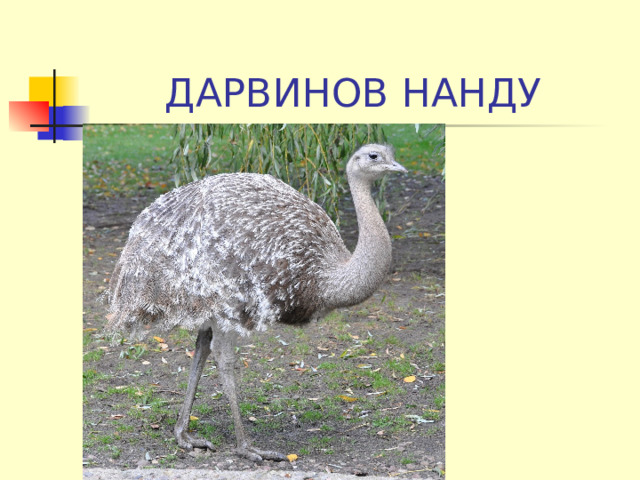 ДАРВИНОВ НАНДУ 
