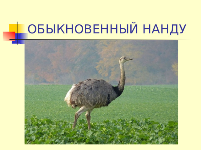 ОБЫКНОВЕННЫЙ НАНДУ 