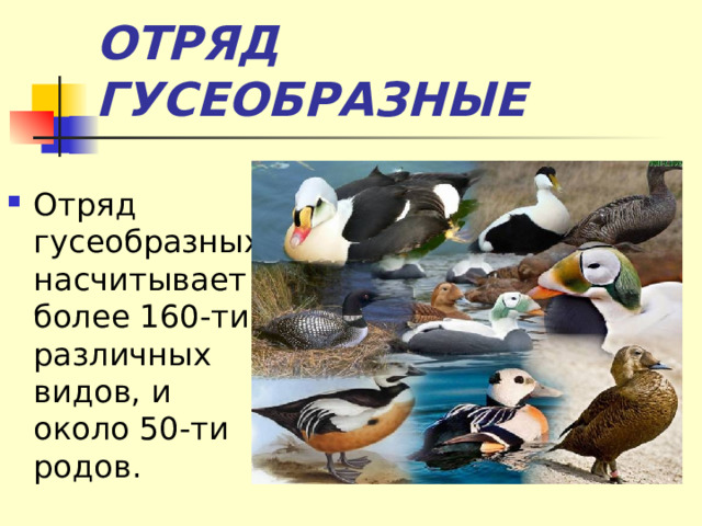 ОТРЯД ГУСЕОБРАЗНЫЕ Отряд гусеобразных насчитывает более 160-ти различных видов, и около 50-ти родов.  