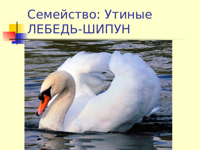 Семейство: Утиные  ЛЕБЕДЬ-ШИПУН Семейство:Утиные 