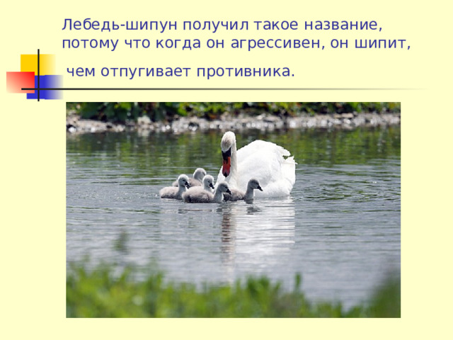 Лебедь-шипун получил такое название, потому что когда он агрессивен, он шипит,  чем отпугивает противника.   
