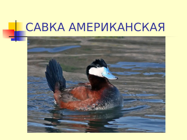 САВКА АМЕРИКАНСКАЯ 