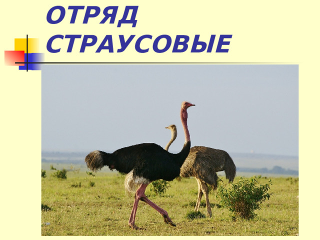 ОТРЯД СТРАУСОВЫЕ 