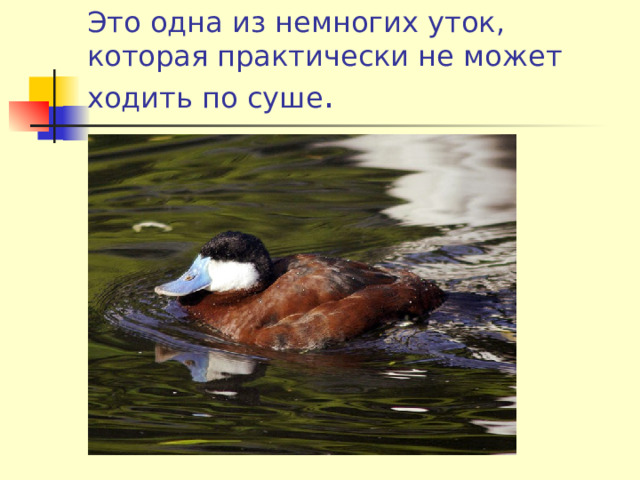 Это одна из немногих уток, которая практически не может ходить по суше . 