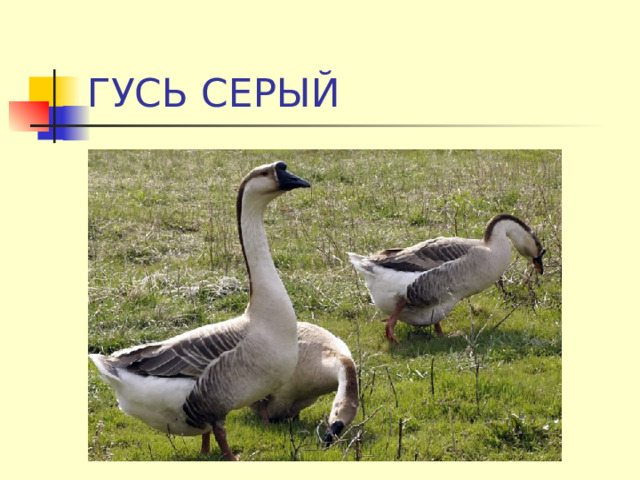 ГУСЬ СЕРЫЙ 