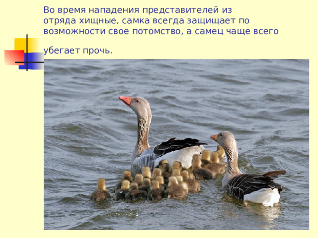 Во время нападения представителей из отряда хищные, самка всегда защищает по возможности свое потомство, а самец чаще всего убегает прочь.  